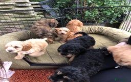 Cockapoo dogs for sale: Beautiful cockapoo f1 puppies - Image 8