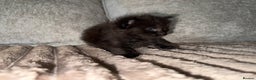 Maine Coon cats for sale: Beautiful Maine Coon Kittens - Advert 8