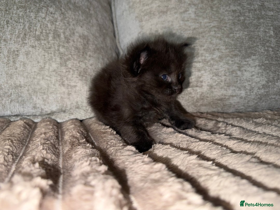Maine Coon cats for sale: Beautiful Maine Coon Kittens - Advert 8