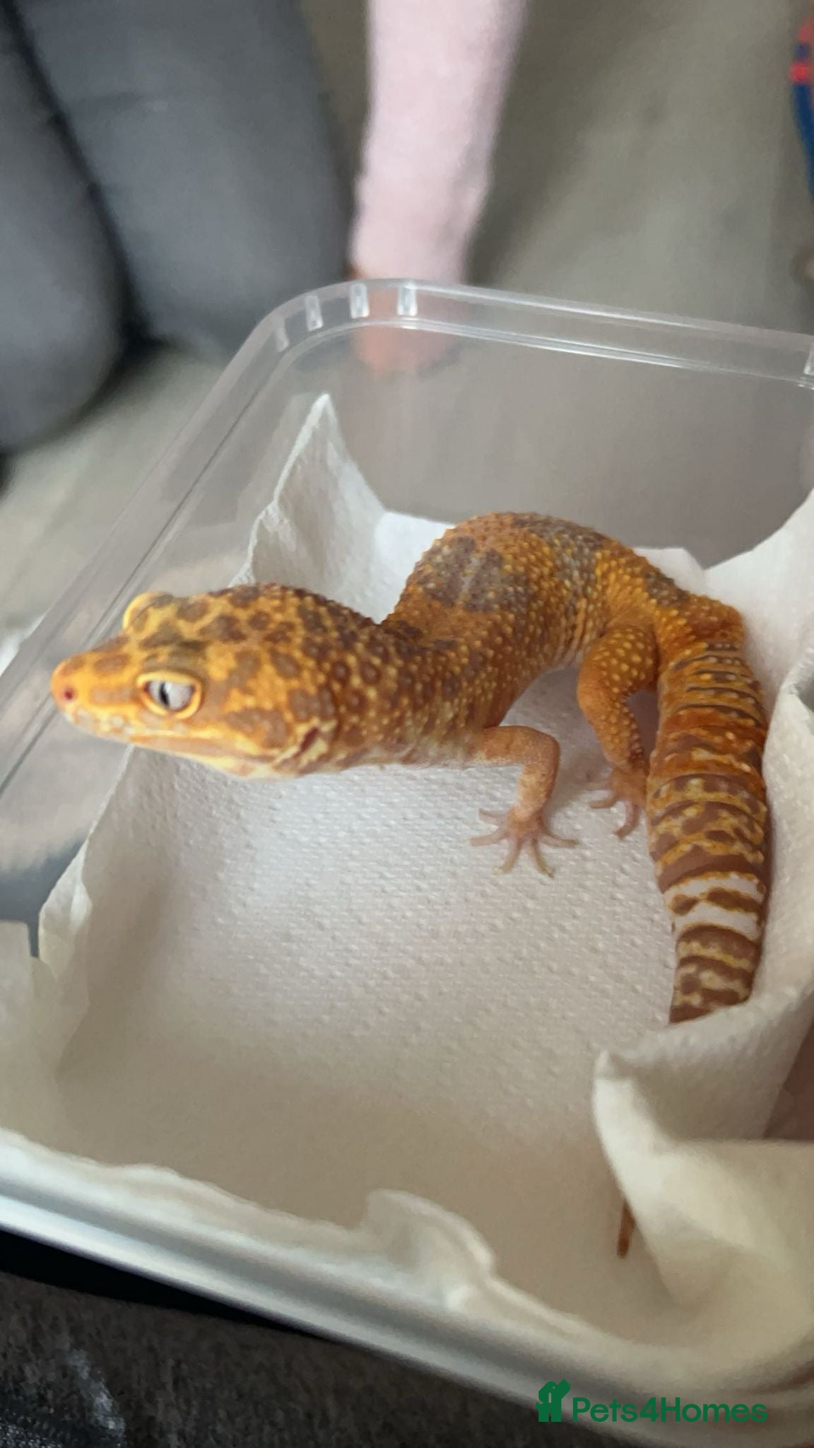 Leopard Gecko reptiles Pure Copper Tremper Leopard gecko male - Advert 12