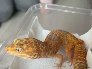 Leopard Gecko reptiles Pure Copper Tremper Leopard gecko male - Advert 12