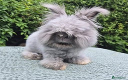 Angora rabbits for sale: 💙Imported blue vm angora boy 💙 - Advert 2