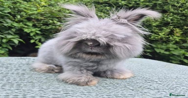 Angora rabbits 💙Imported blue vm angora boy 💙 - Advert 5