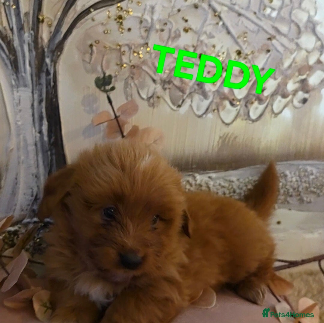 Mixed Breed dogs Maltipoo puppies  - Advert 2