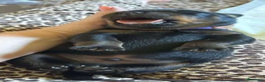 Rottweiler 2