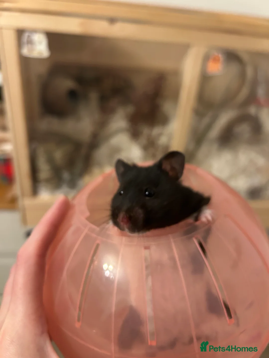 Hamster rodents for sale: Syrian hamster  - Advert 2