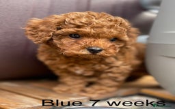 Toy Poodle dogs for sale: Asian Toy Poodle Puppies  - Image 24