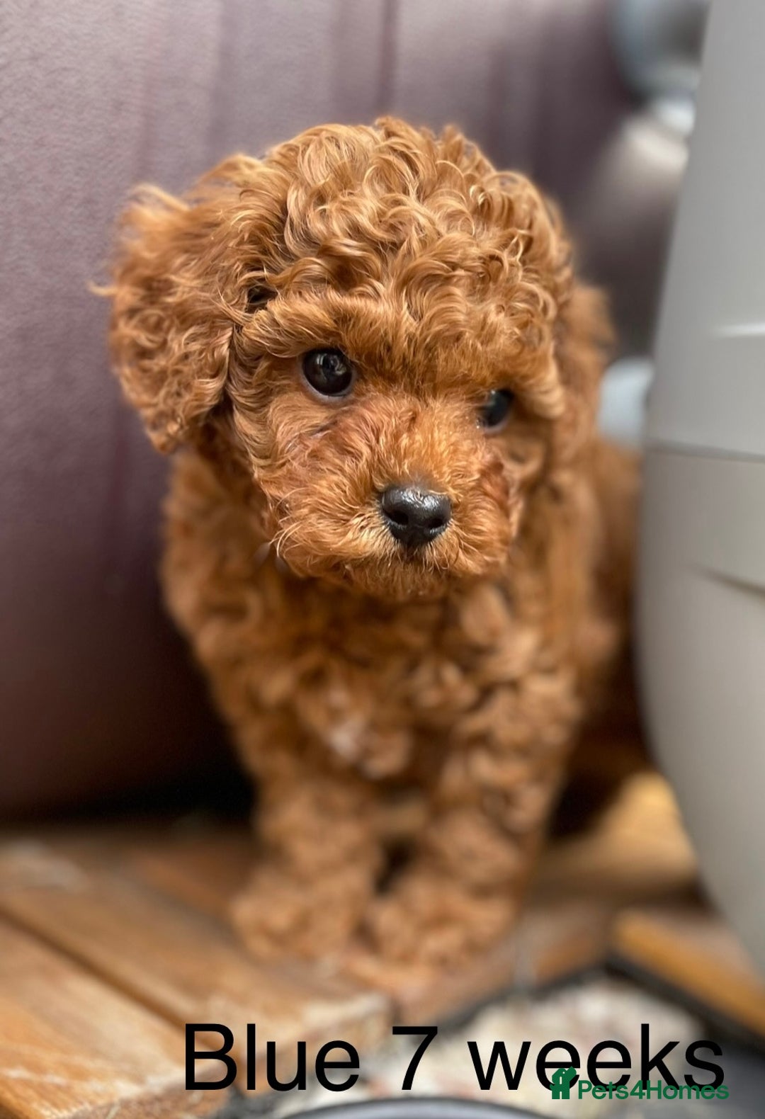 Toy Poodle dogs for sale: Asian Toy Poodle Puppies  - Image 24