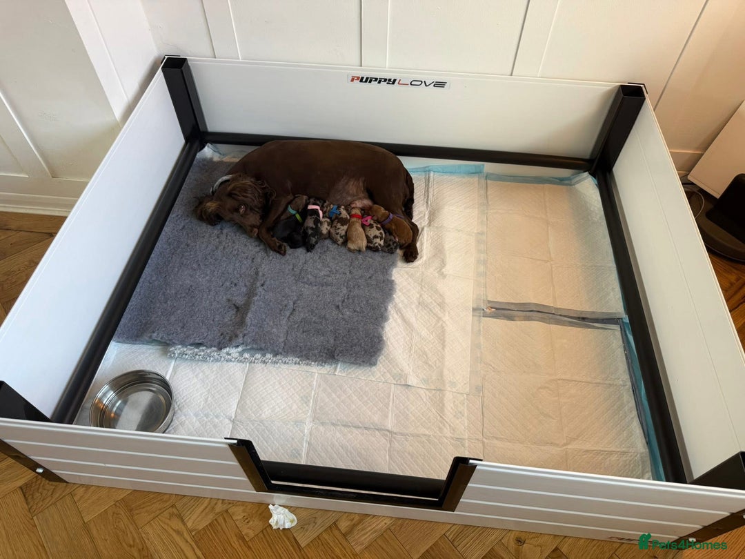 Cockapoo dogs for sale: Male Cockapoo puppy 16 weeks old - Advert 5