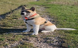 Akita dogs for sale: For rehome  - Image 4