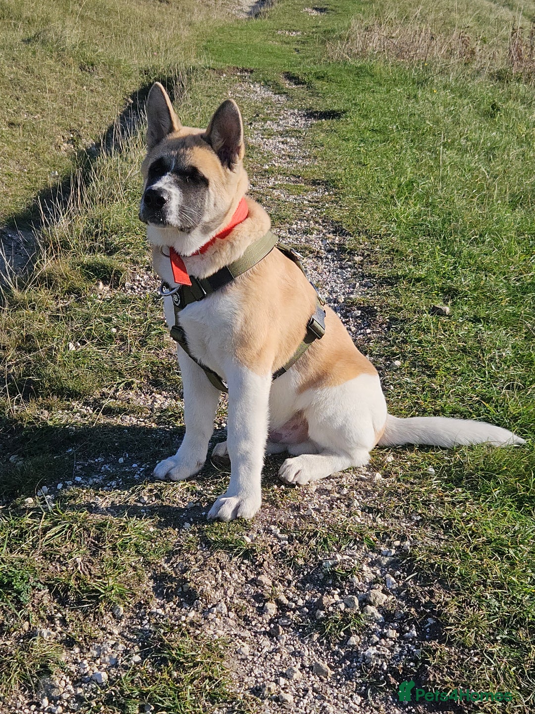 Akita dogs for sale: For rehome  - Image 4
