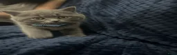 British Shorthair cats for sale: 4 british short hair kittens for sale - Advert 6