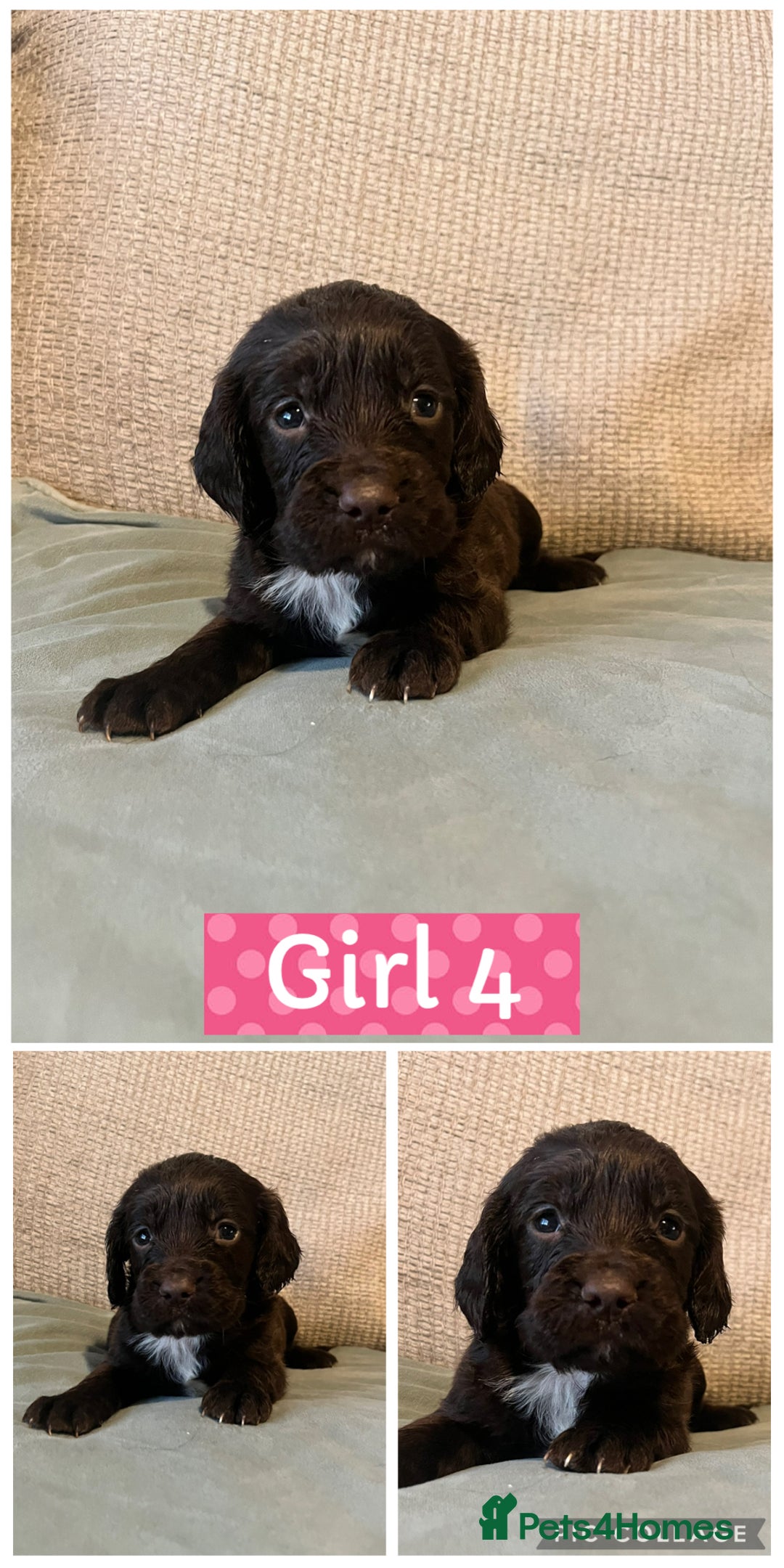 Sprocker dogs for sale: Sprocker Spaniels - Image 4