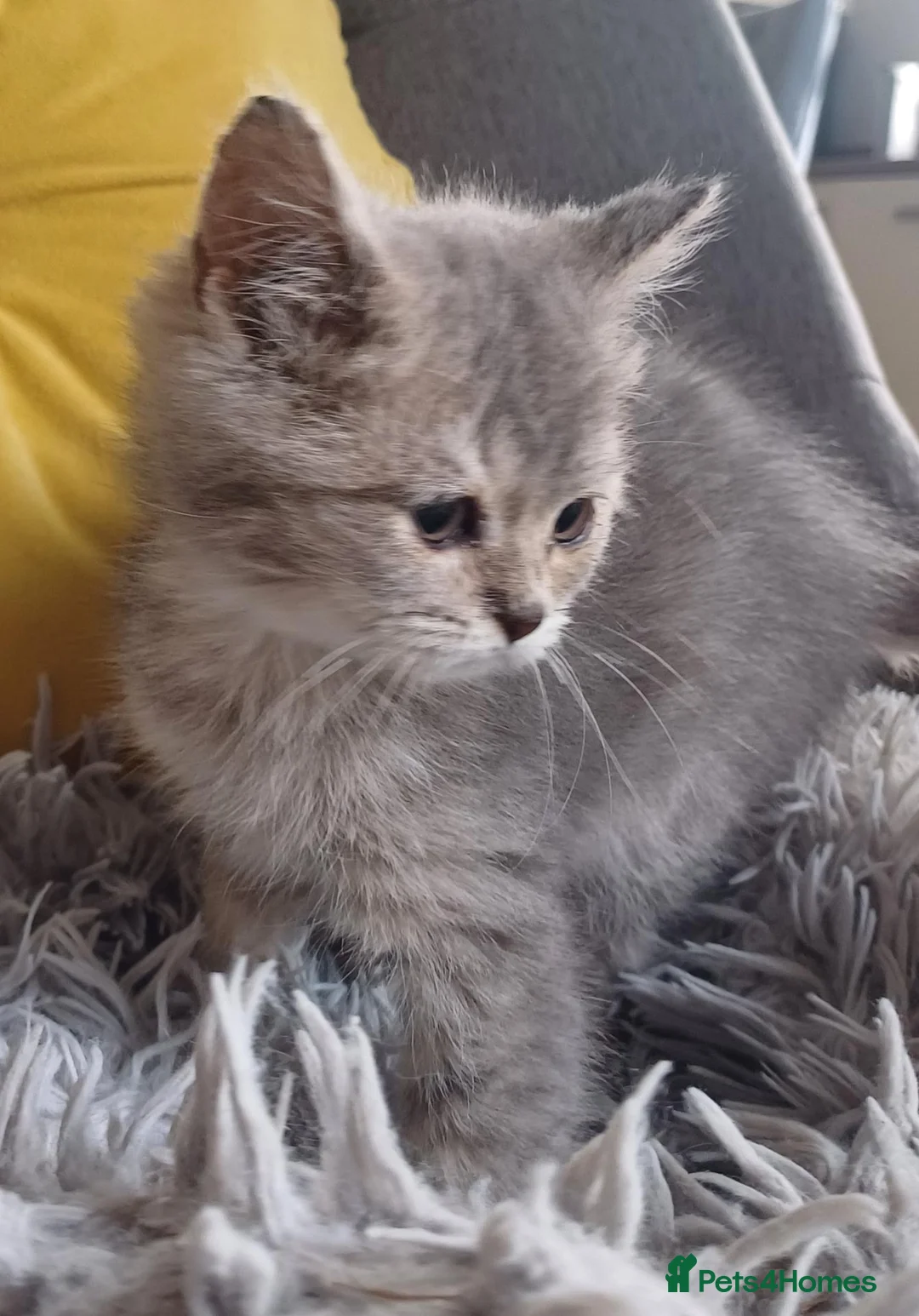 Scottish Fold cats for sale: Pretty Scottish Straight kittens  - Advert 2