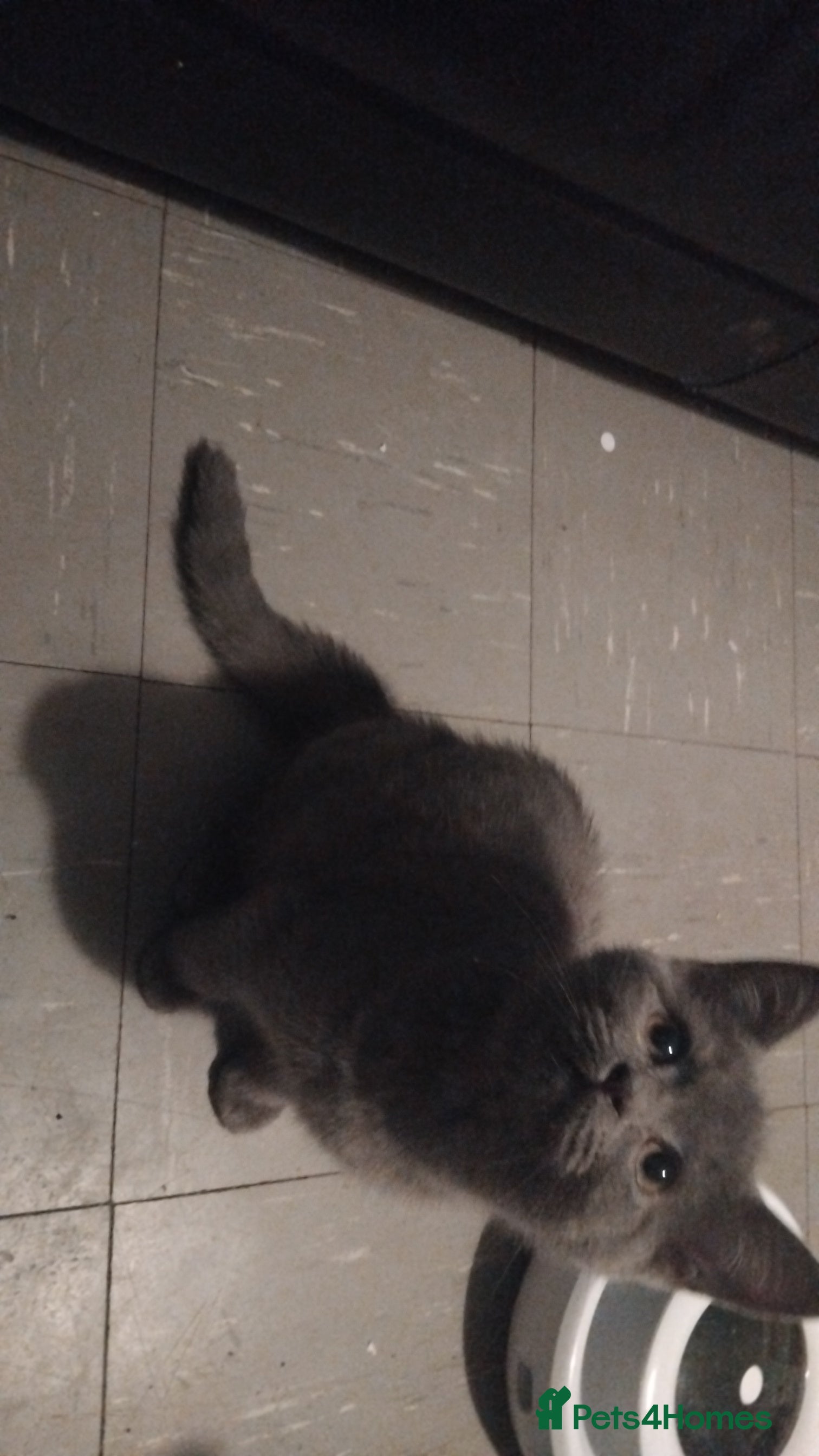 British Shorthair cats Male Britis short-hair  - Advert 1