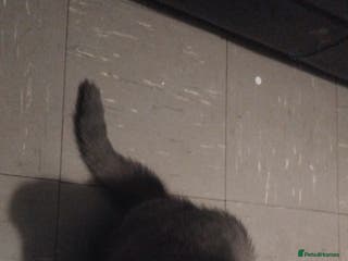 British Shorthair cats Male Britis short-hair - Advert 17