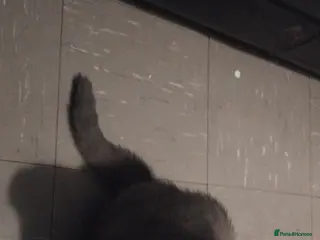 British Shorthair cats Male Britis short-hair - Advert 8