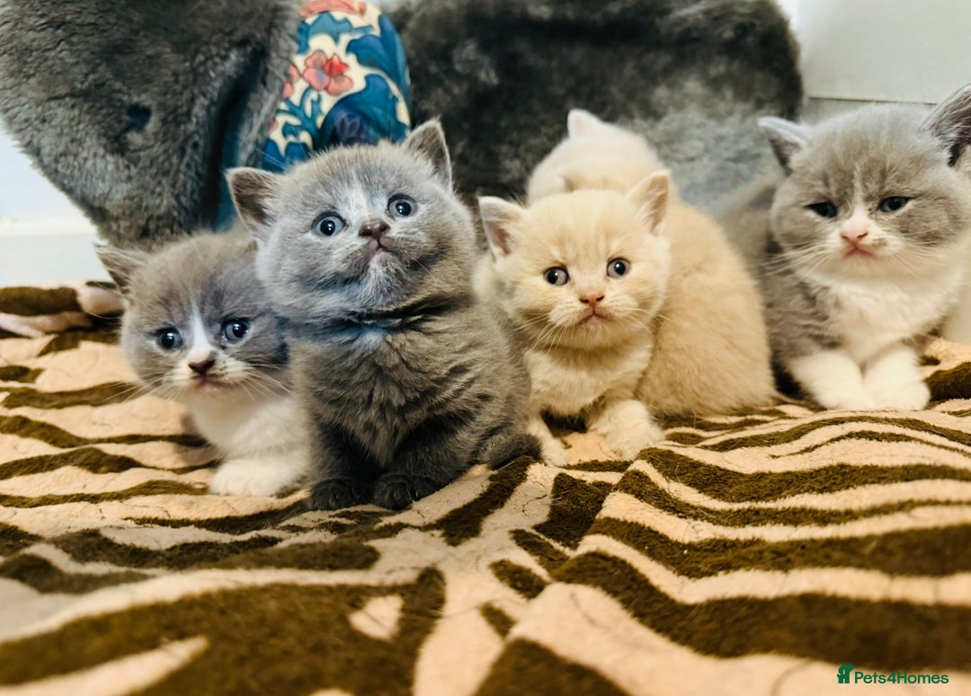 British Shorthair cats for sale: British shorthair kittens  - Image 6