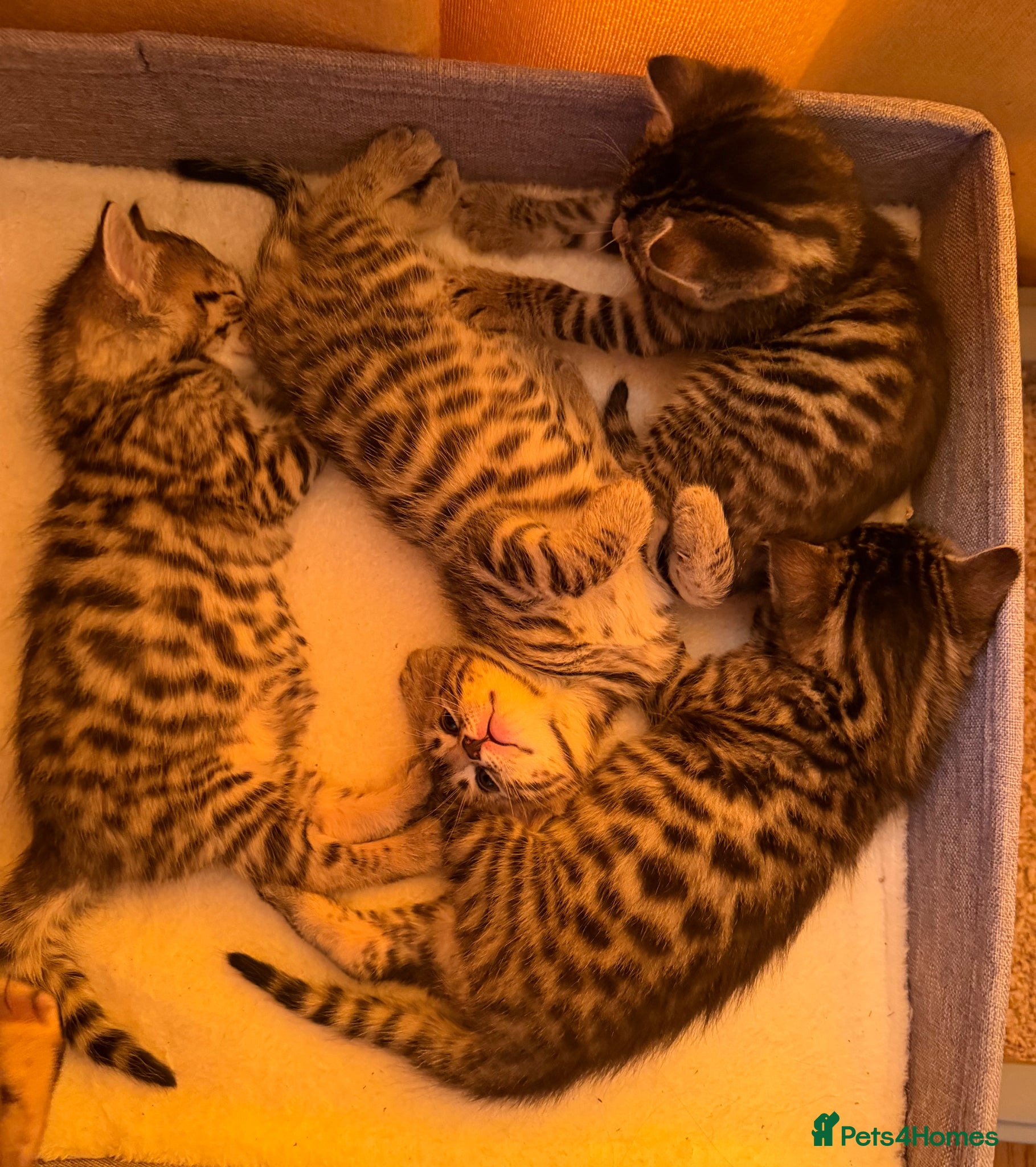 Bengal cats for sale: Adorable little creatures, bengals - Advert 3