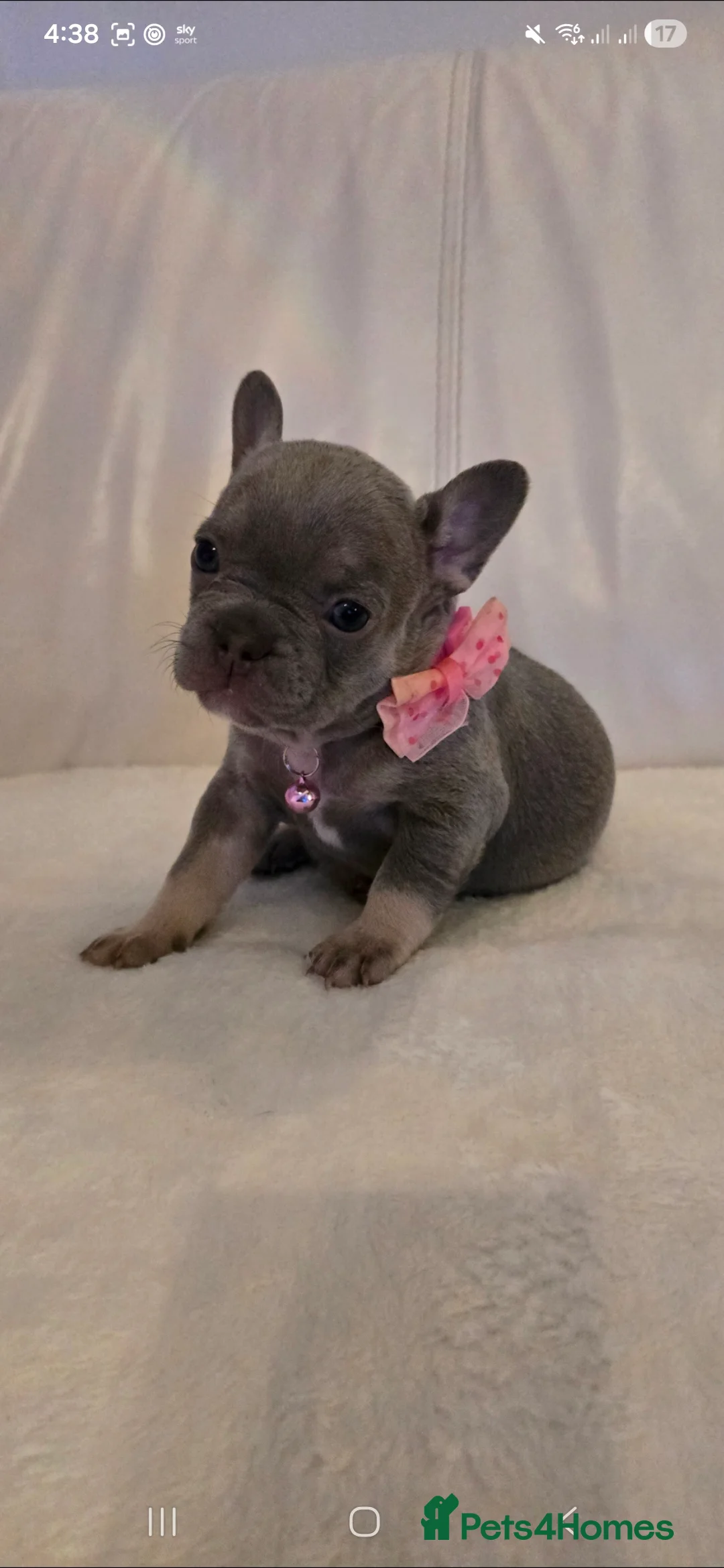 French Bulldog dogs for sale: French Bulldog puppies x 5 available  - Advert 11