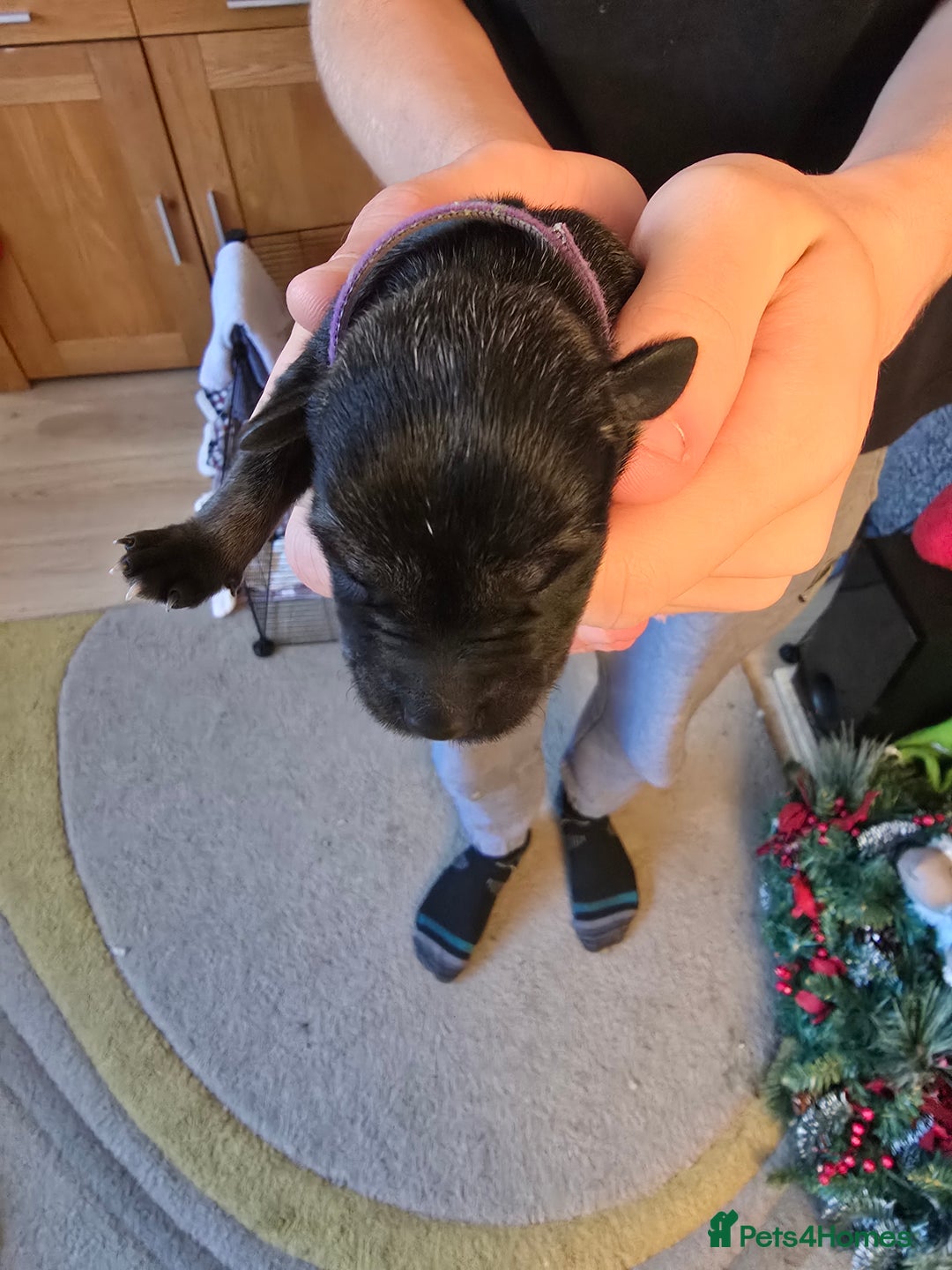 Miniature Schnauzer dogs for sale: Miniture Schnauzer's  - Advert 7