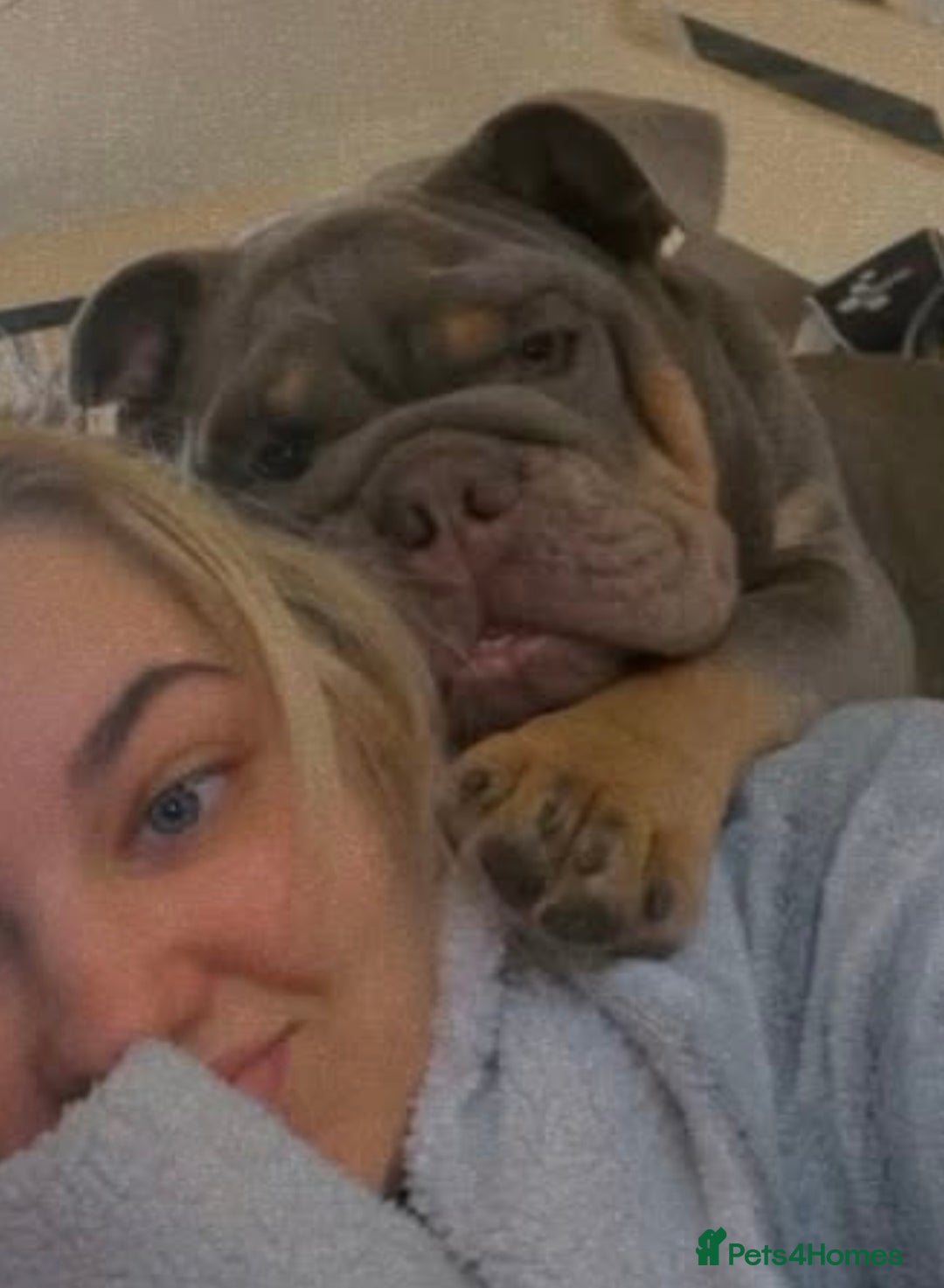 English Bulldog dogs for sale: British bulldog male  - Image 11
