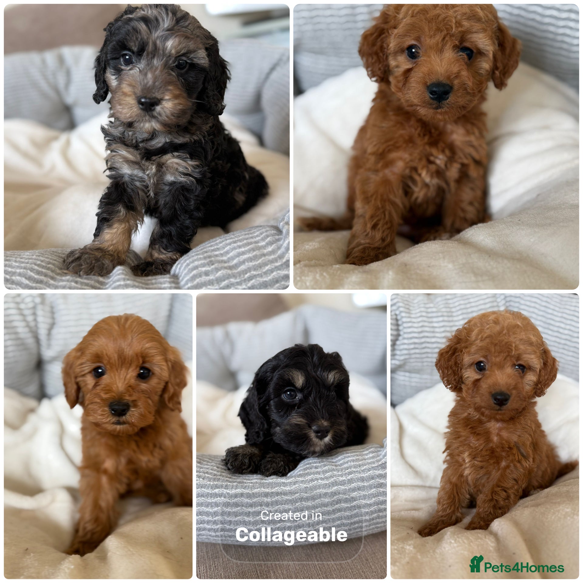 Cavapoo dogs Adorable F1 Cavapoo Puppies Ready for Loving home - Advert 1
