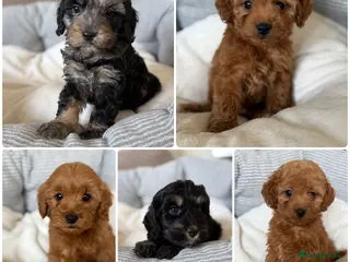 Cavapoo dogs for sale: Adorable F1 Cavapoo Puppies Ready for Loving home - Advert 1