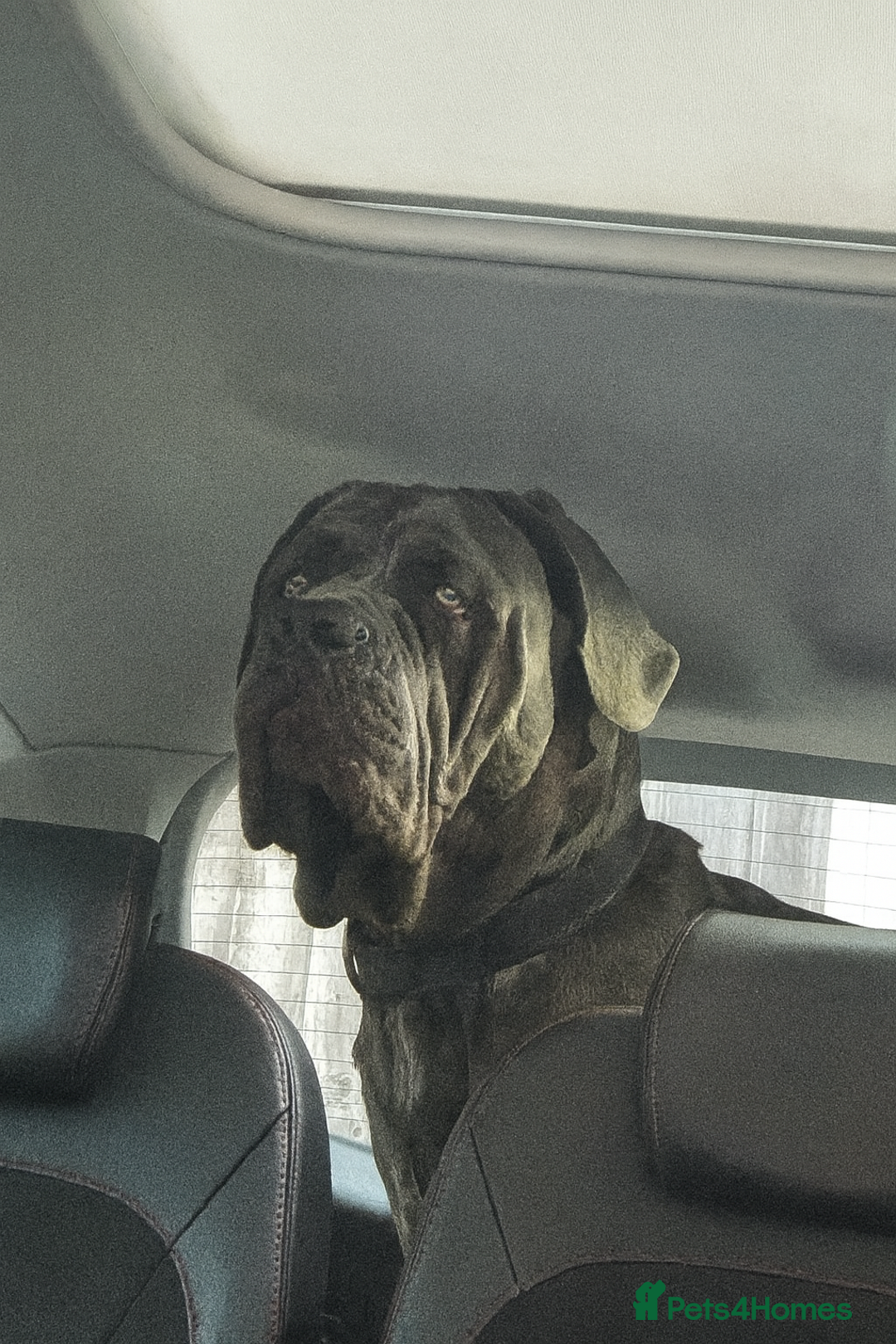 Mixed Breed dogs for sale: 2 dogue de Bordeaux x cane corso puppies - Advert 15