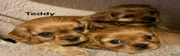 Cavalier King Charles Spaniel dogs for sale: CKCS Puppies Tested Bloodlines, KC Reg - Advert 8