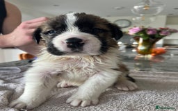Saint Bernard dogs for sale: KC Registered St. Bernards For Sale! - Image 6