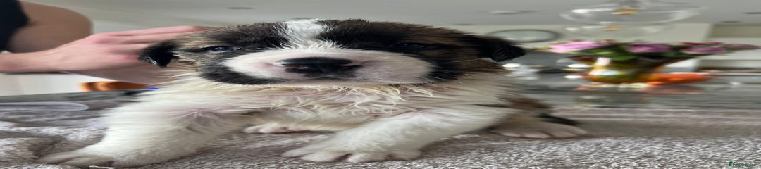 Saint Bernard Puppy 1