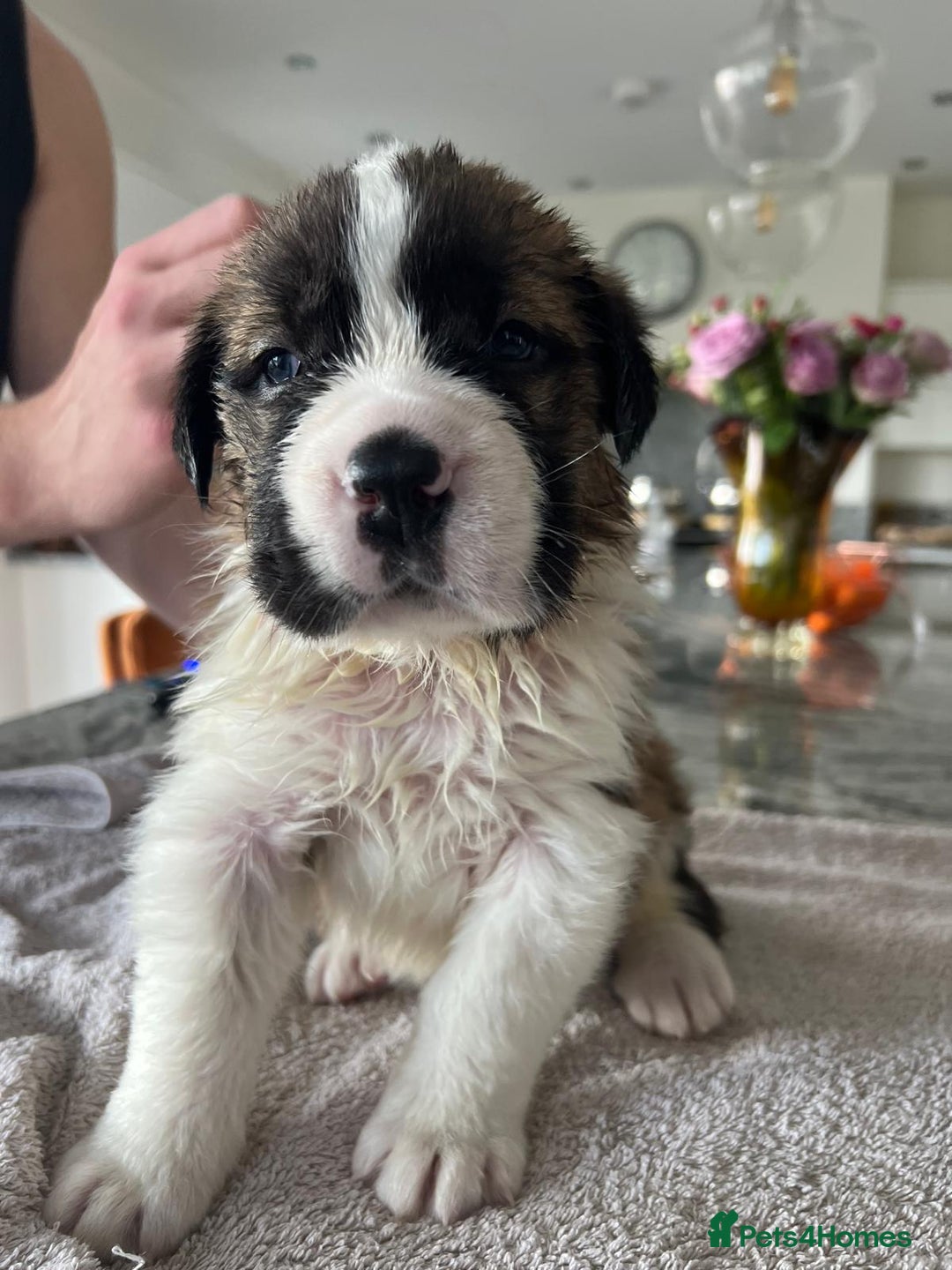 Saint Bernard dogs for sale: KC Registered St. Bernards For Sale! - Image 6