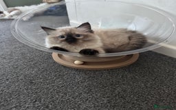 Ragdoll cats for sale: Beautiful seal point male - Image 13