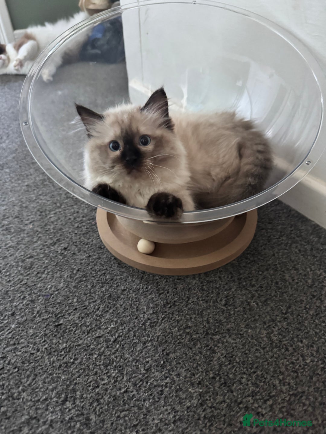 Ragdoll cats for sale: Beautiful seal point male - Image 13