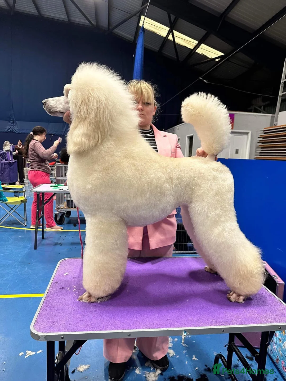 Standard Poodle dogs for sale: Show line standard poodles  - Advert 13