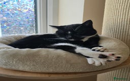 Domestic Shorthair cats for sale: 4 Year Old Moggie Looking For A New Home - Image 6