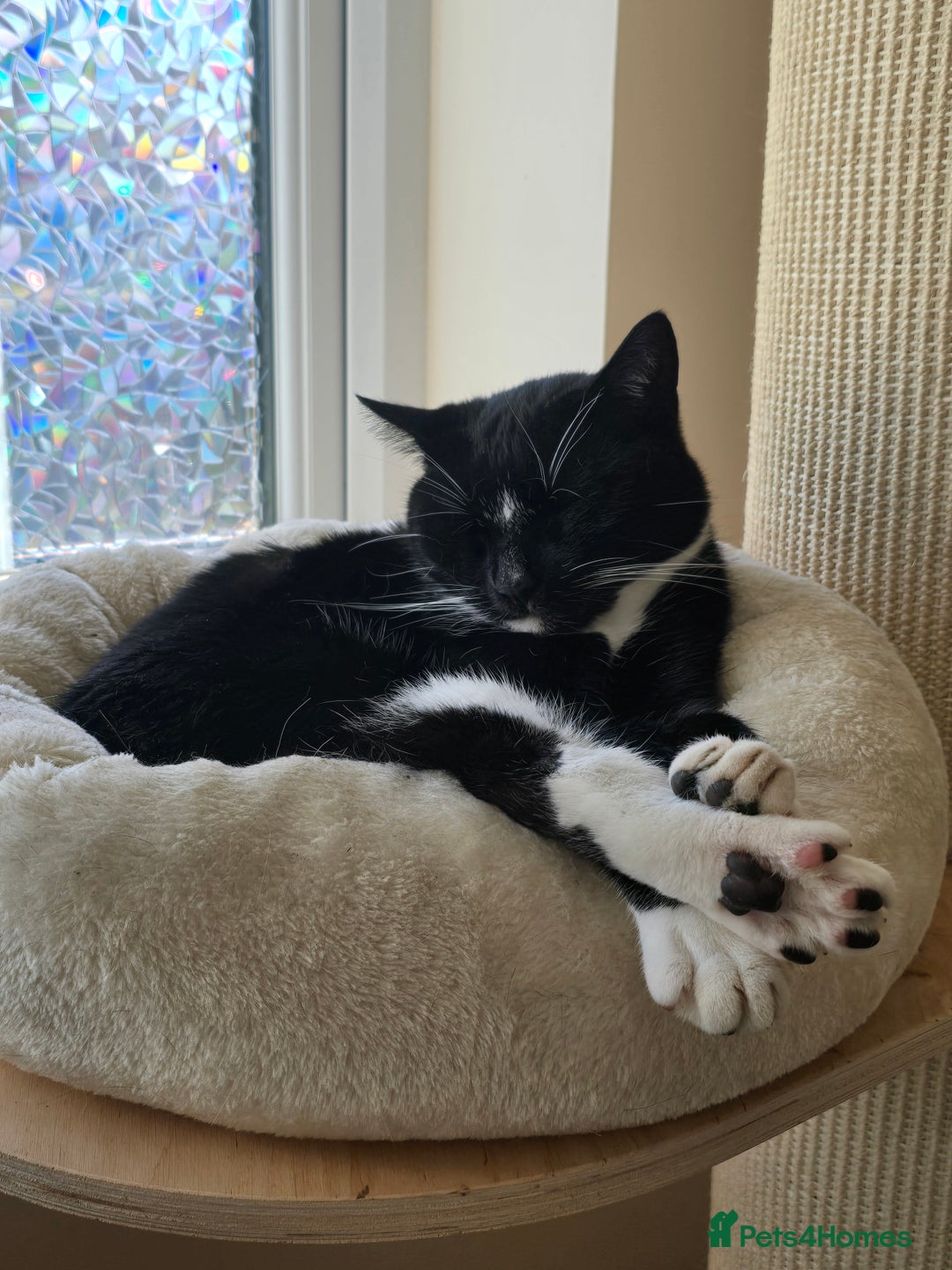 Domestic Shorthair cats for sale: 4 Year Old Moggie Looking For A New Home - Image 6