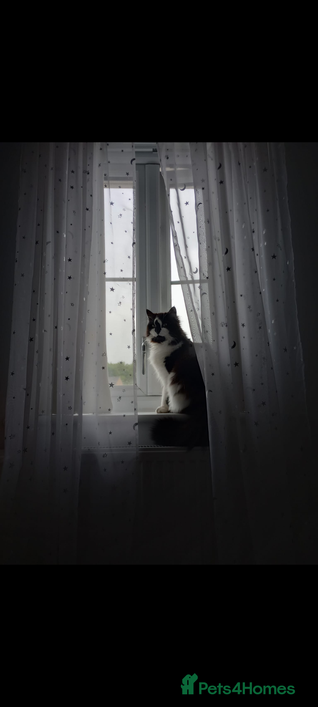 British Longhair cats for sale: Lovely Spayed 8yr old female - Advert 1