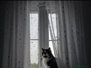 British Longhair cats Lovely Spayed 8yr old female - Advert 17