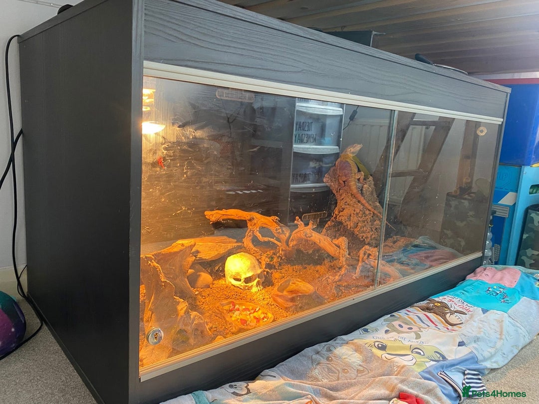 Dragon reptiles for sale: Bearded dragon with 4 foot vivarium - Image 3
