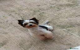 Biewer Terrier dogs for sale: Biewer and biro Yorkshire terrier puppies (reg)  - Image 6
