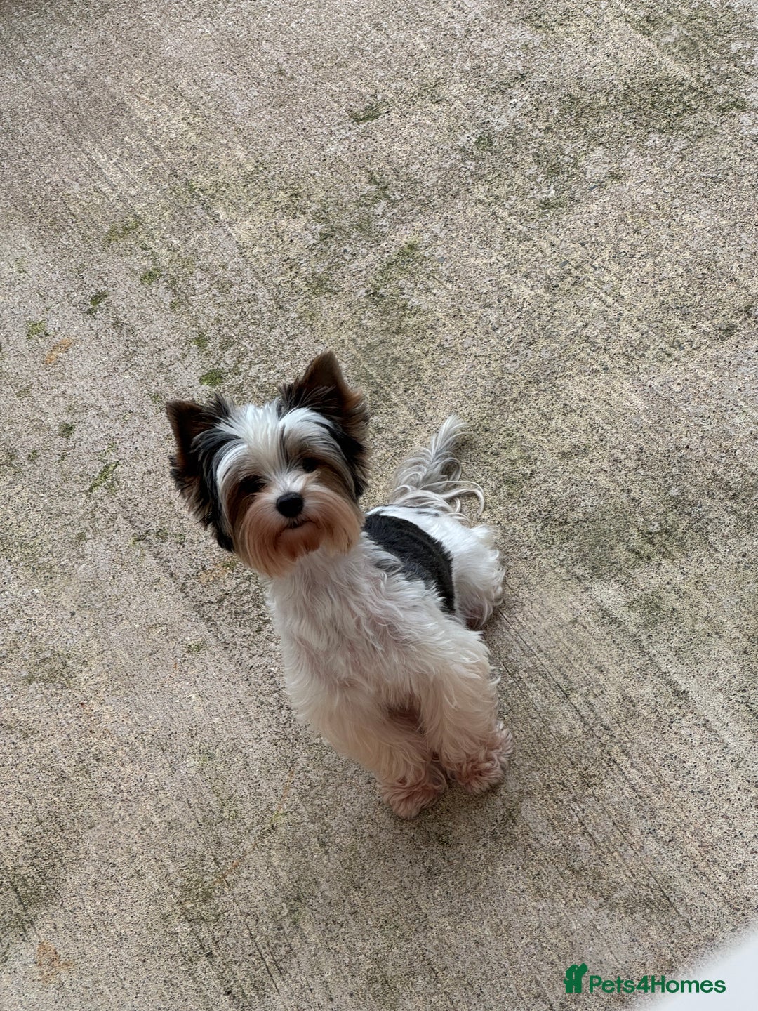 Biewer Terrier dogs for sale: Biewer and biro Yorkshire terrier puppies (reg)  - Image 6