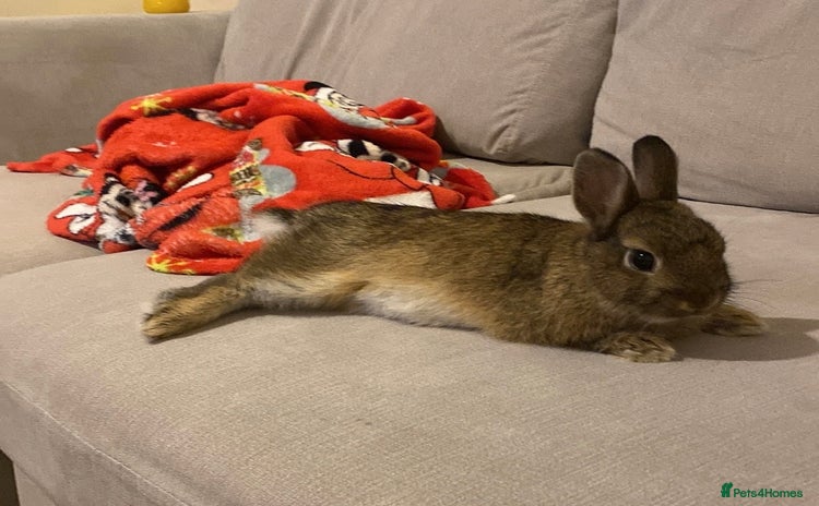 Netherland Dwarf rabbits - Advert 12