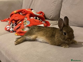 Netherland Dwarf rabbits - Advert 10