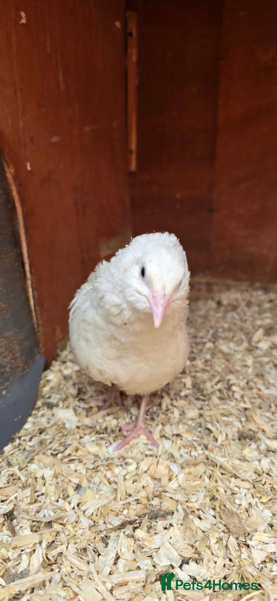 Quail poultry Pure white british quail - Advert 1