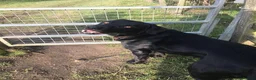 Labrador Retriever dogs for stud: Five Gen Pedigree Labrador for Stud - Advert 8