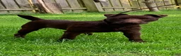 Patterdale Terrier dogs for sale: Patterdale terrier puppies  - Advert 1