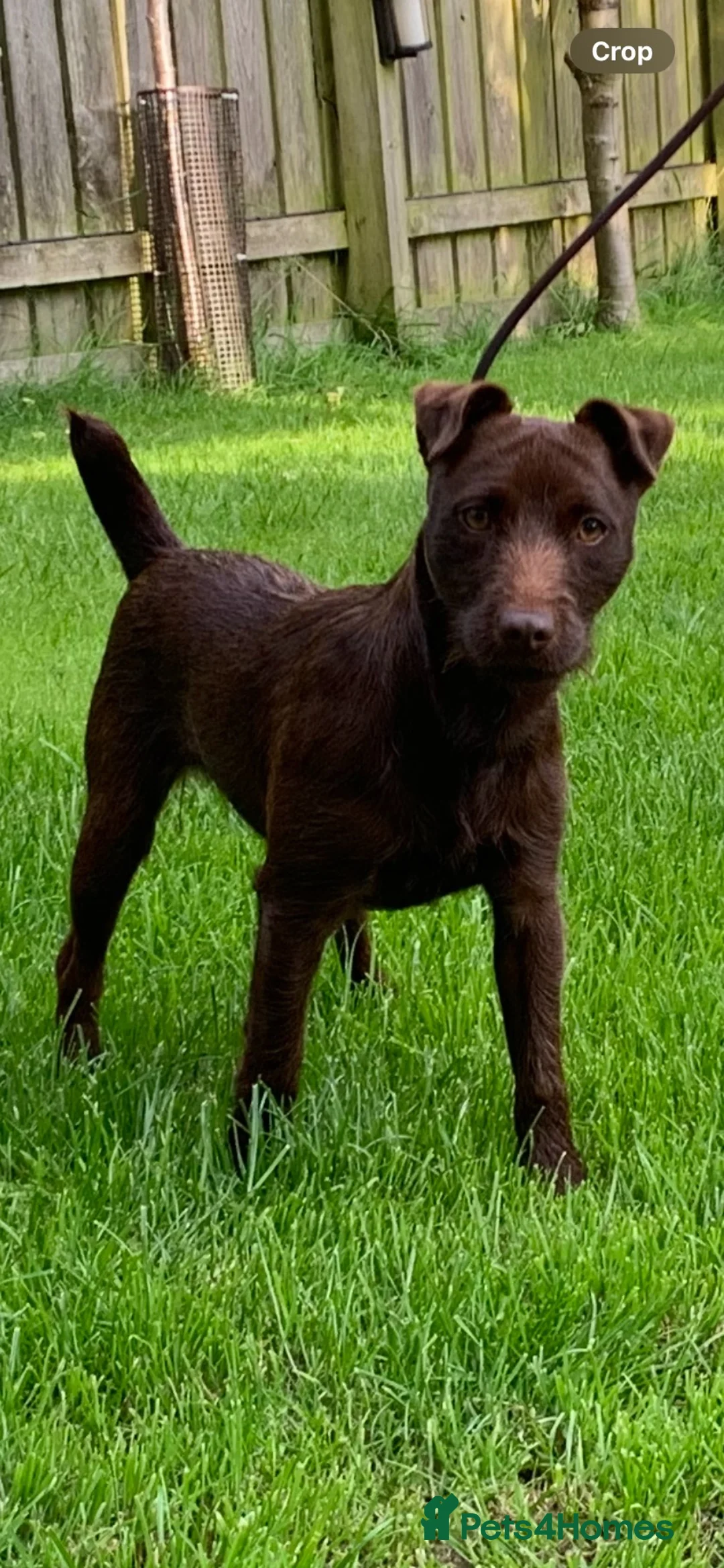 Patterdale Terrier dogs for sale: Patterdale terrier puppies  - Advert 1