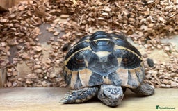 Hermann Tortoise reptiles for sale: 8 Year Old Male Hermann Tortoise - Image 3